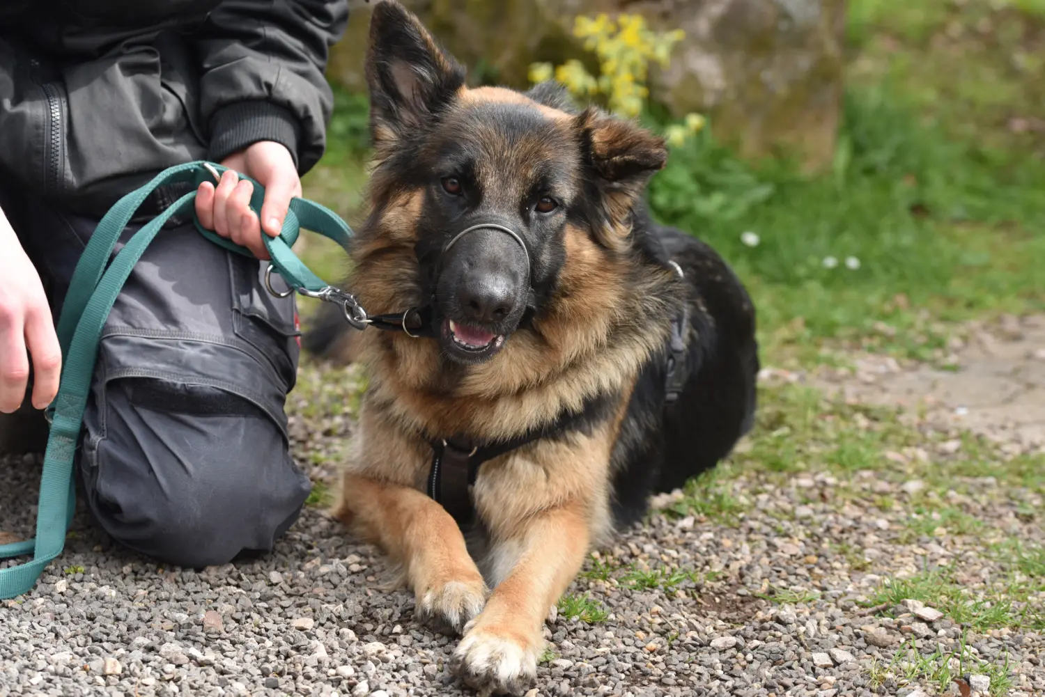 Hund von FellFibel