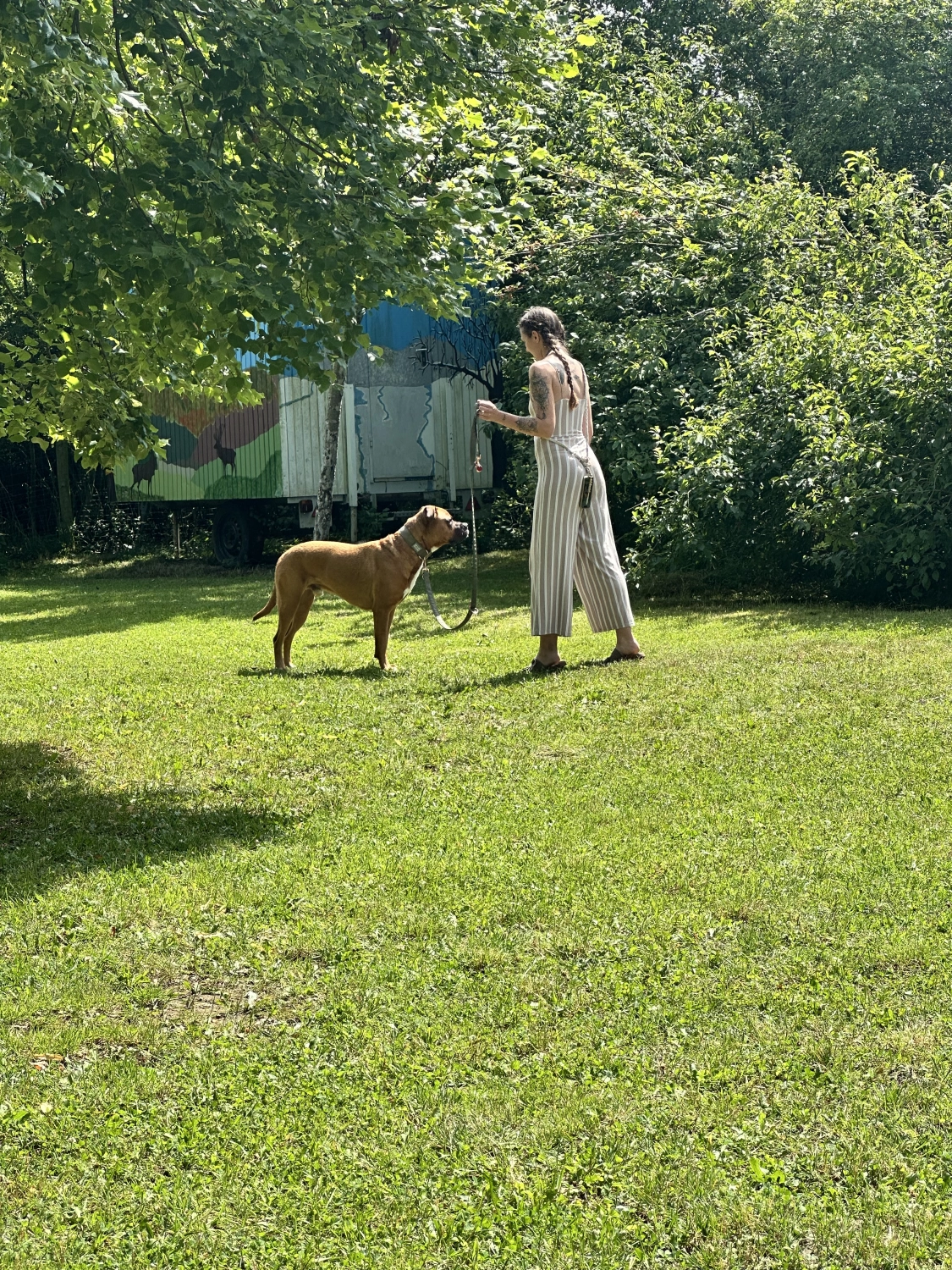 Mann leistet dem Hund Erste Hilfe von FellFibel