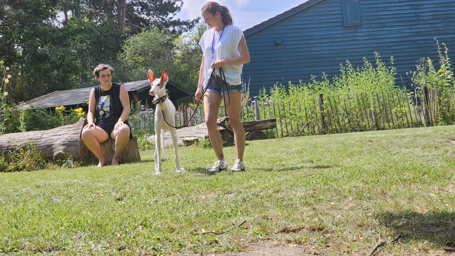 Mann leistet dem Hund Erste Hilfe von FellFibel