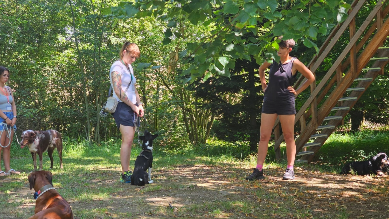 Mann leistet dem Hund Erste Hilfe von FellFibel