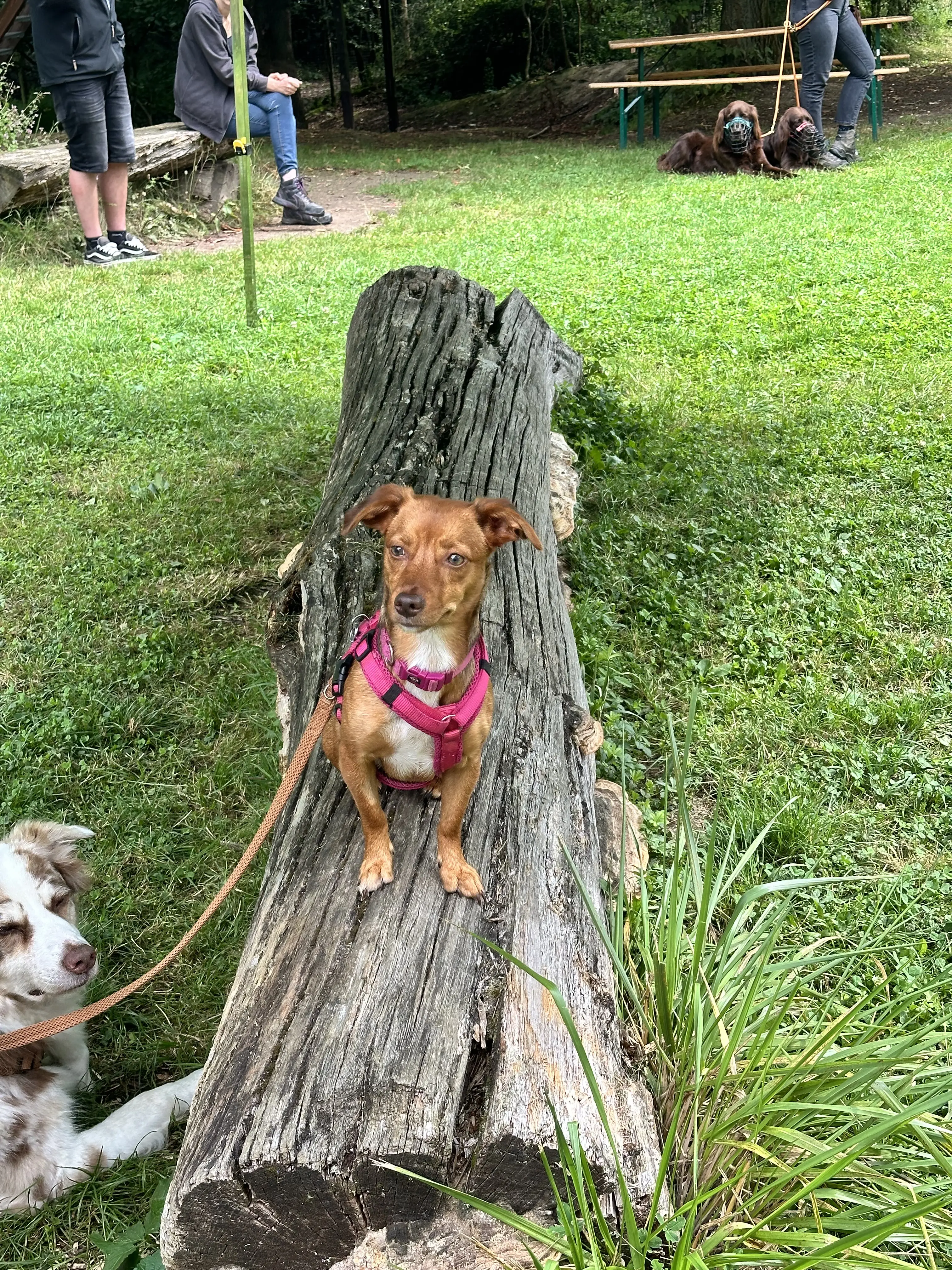 Mann leistet dem Hund Erste Hilfe von FellFibel