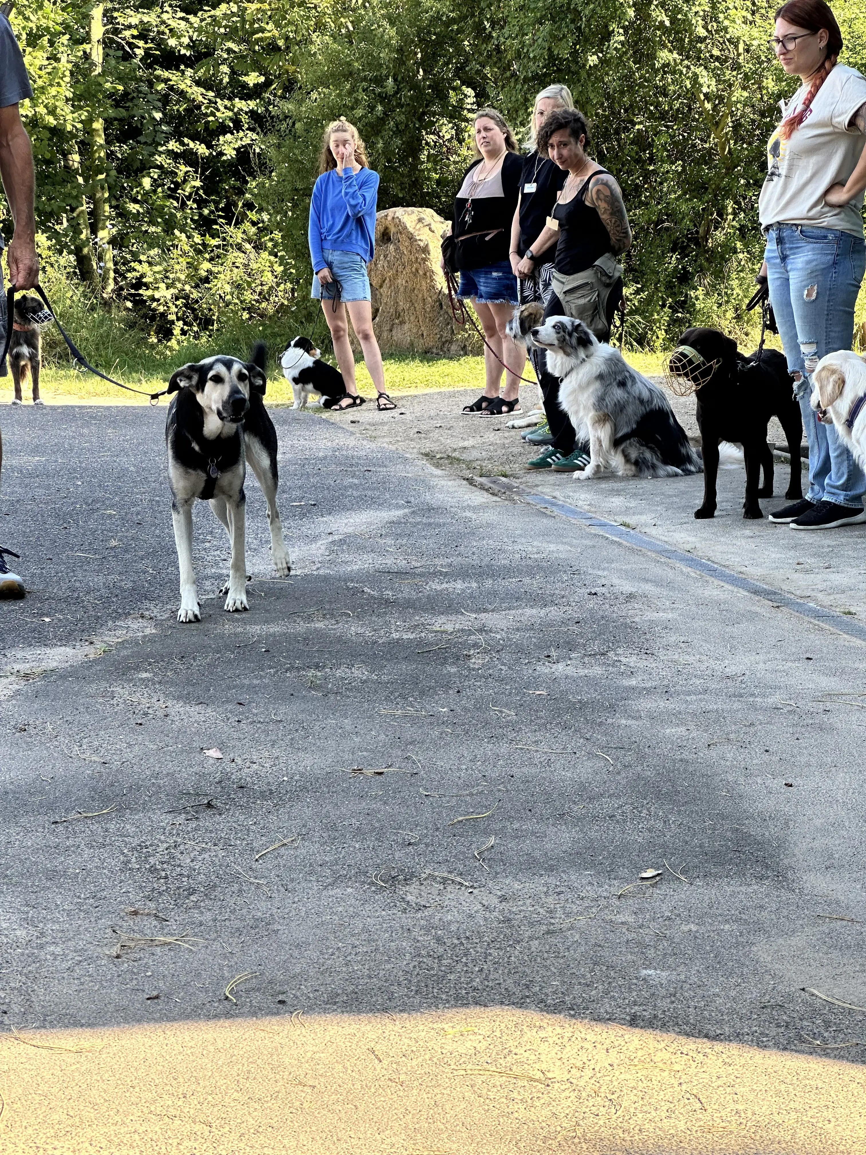 Mann leistet dem Hund Erste Hilfe von FellFibel