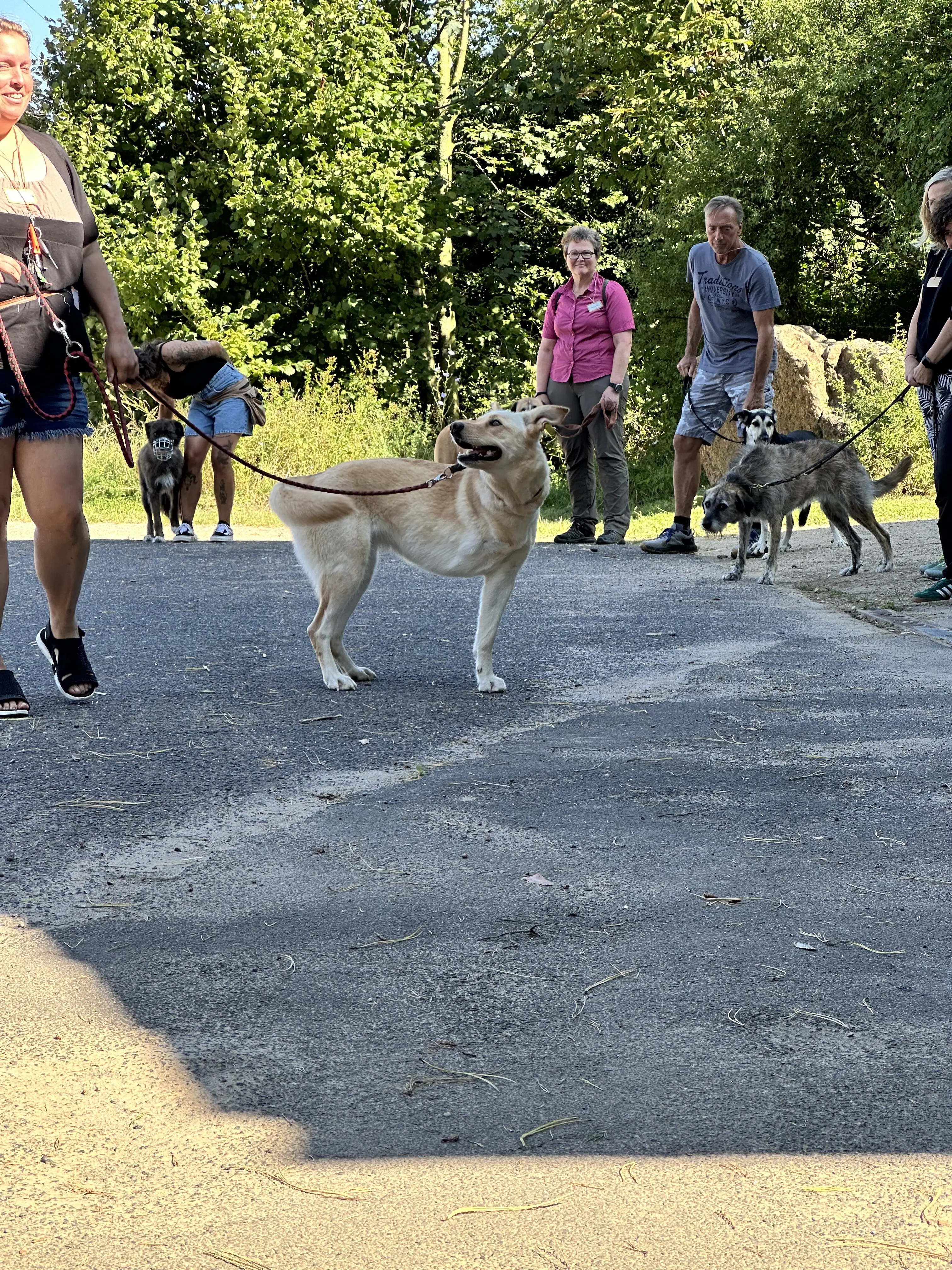 Mann leistet dem Hund Erste Hilfe von FellFibel