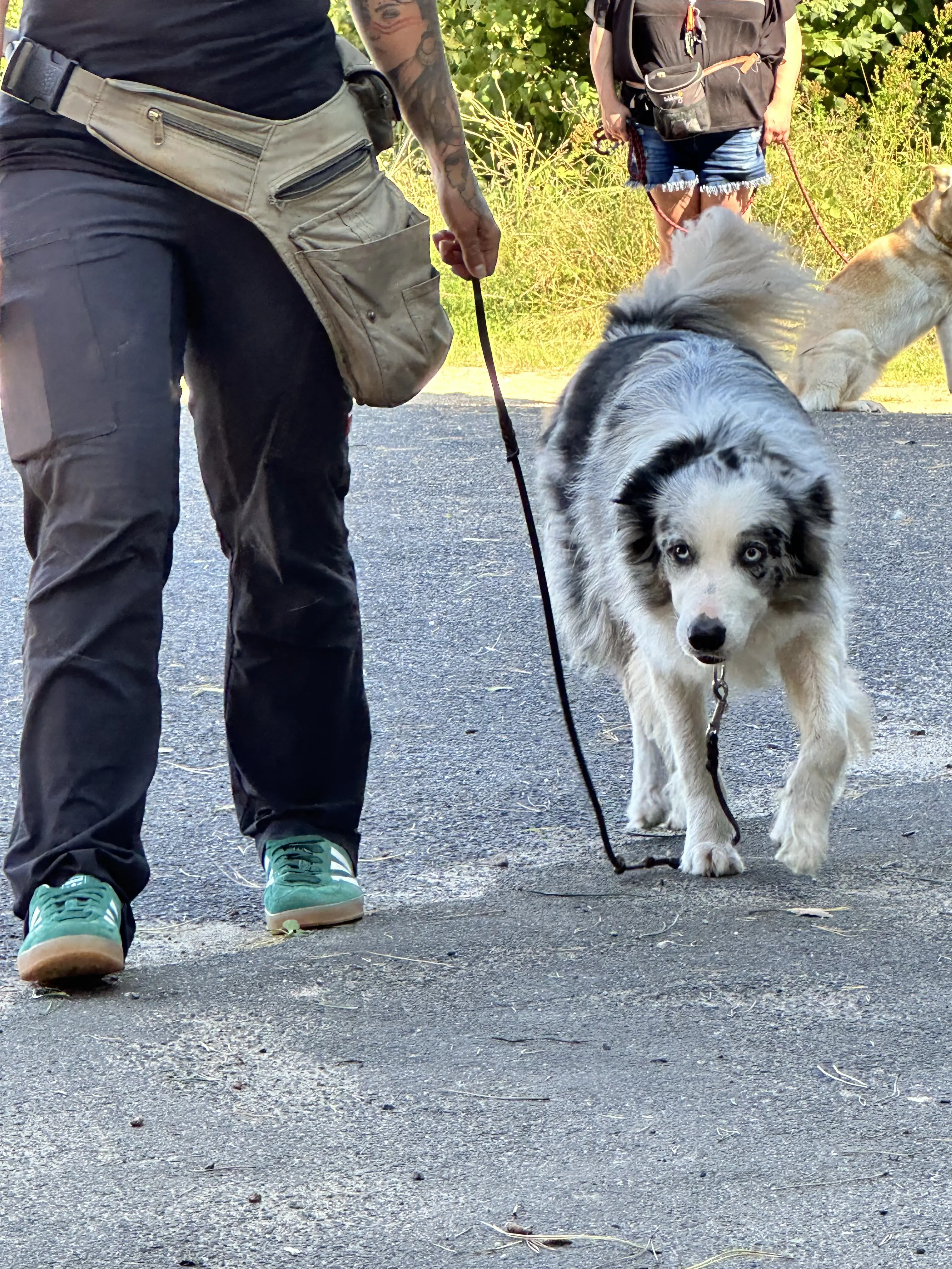 Mann leistet dem Hund Erste Hilfe von FellFibel