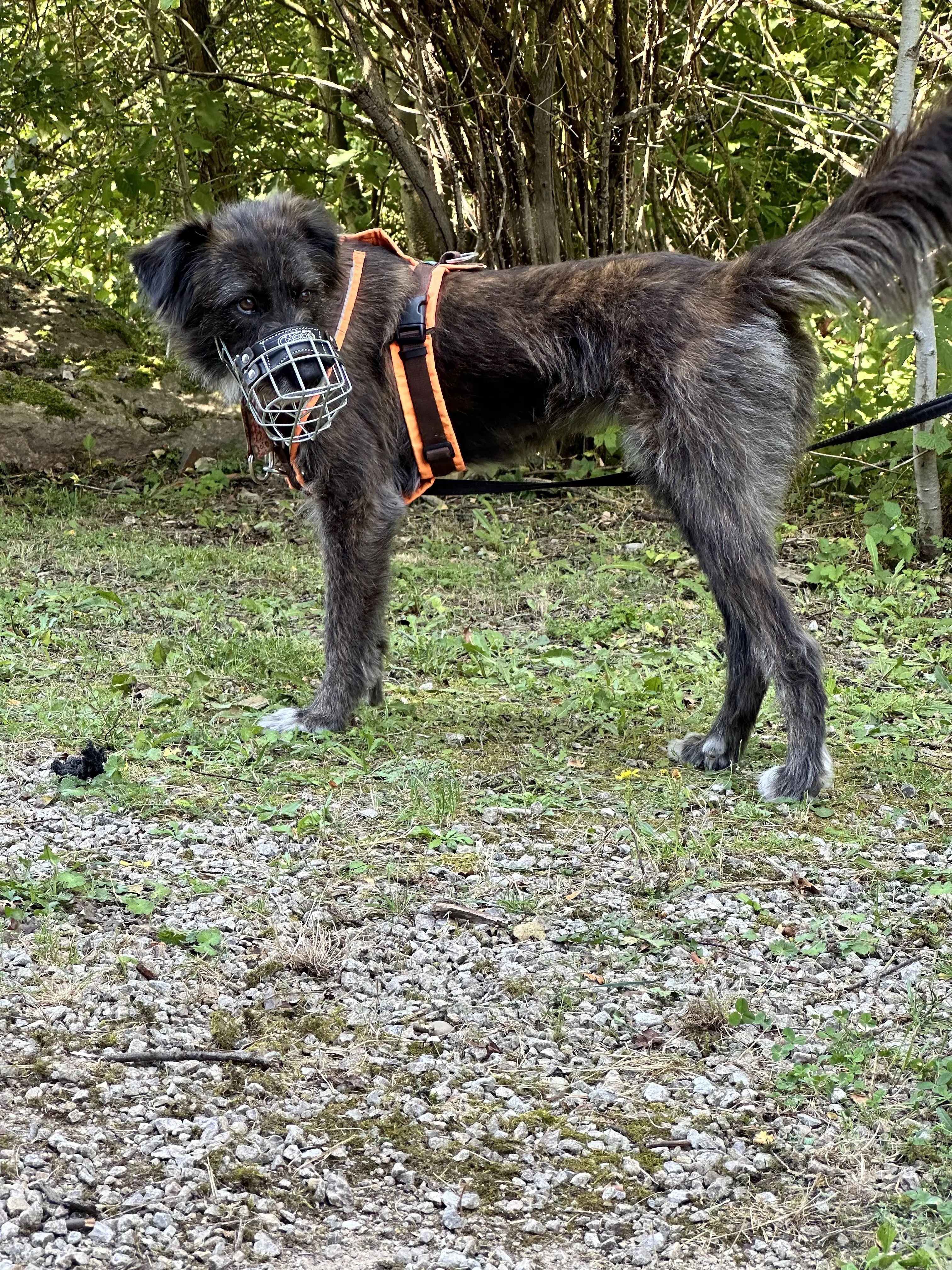 Mann leistet dem Hund Erste Hilfe von FellFibel