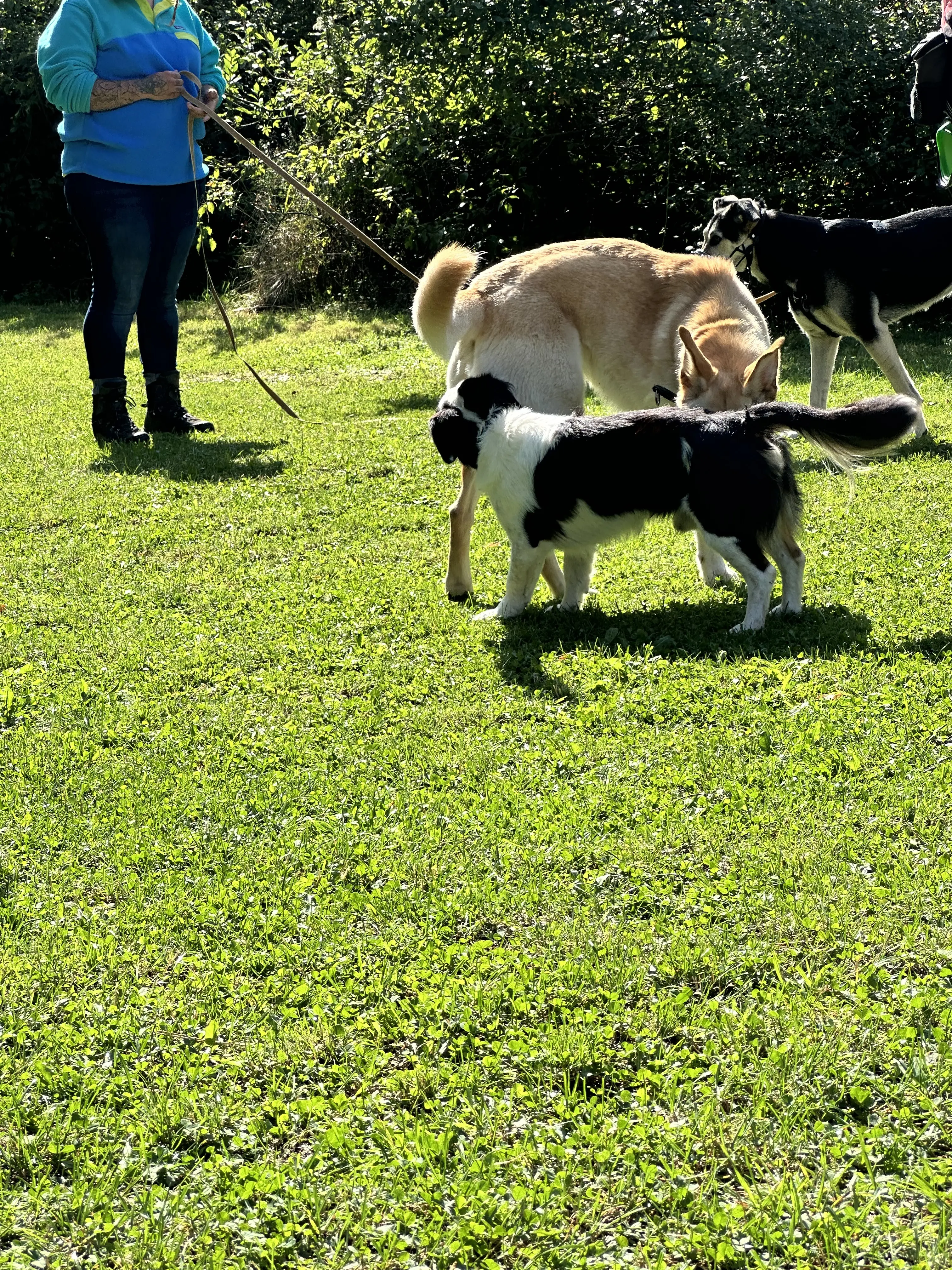 Mann leistet dem Hund Erste Hilfe von FellFibel