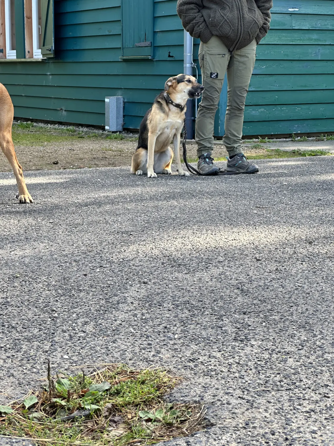 Mann leistet dem Hund Erste Hilfe von FellFibel