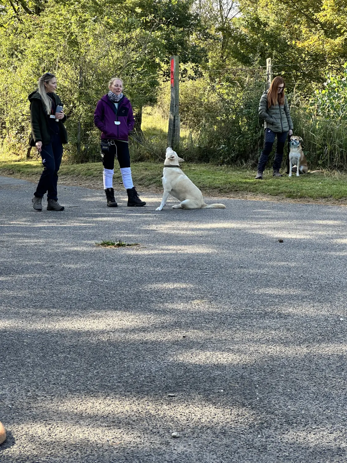 Mann leistet dem Hund Erste Hilfe von FellFibel