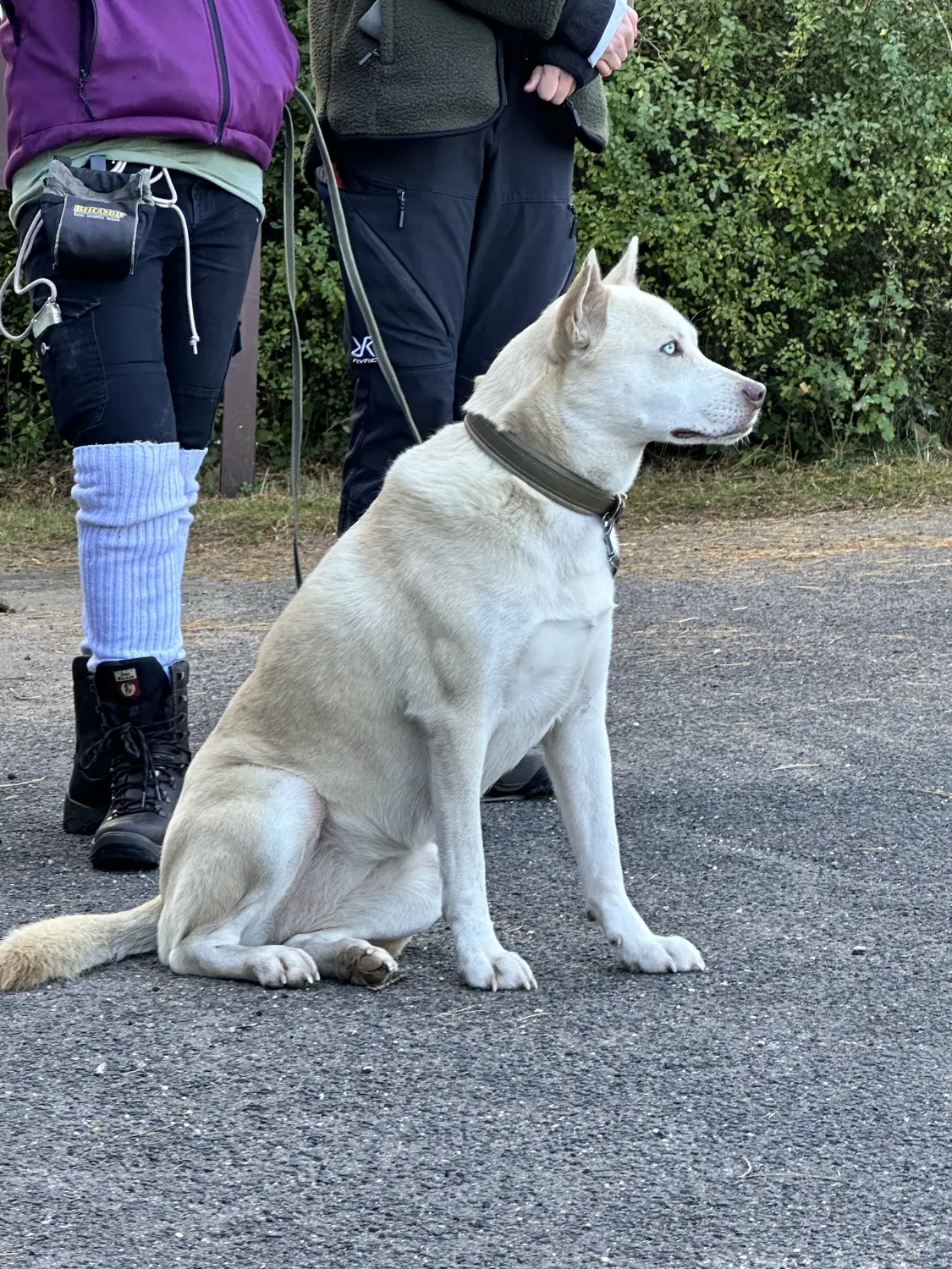 Mann leistet dem Hund Erste Hilfe von FellFibel