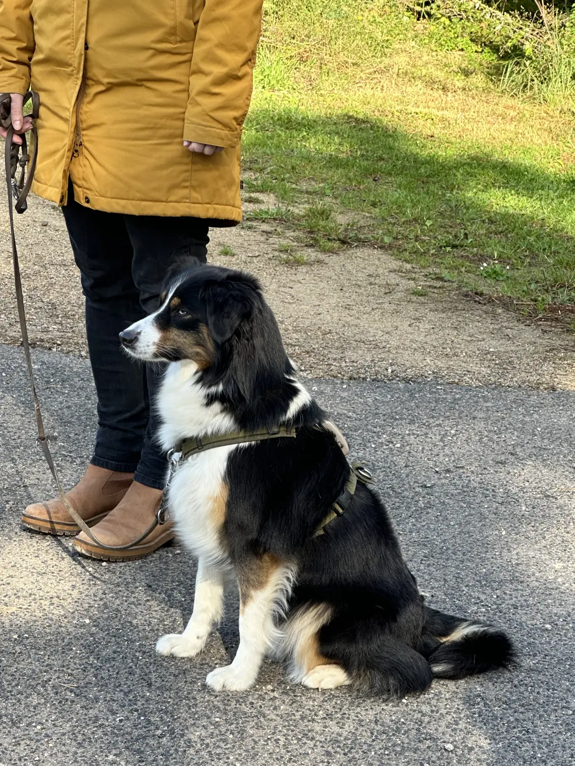 Mann leistet dem Hund Erste Hilfe von FellFibel