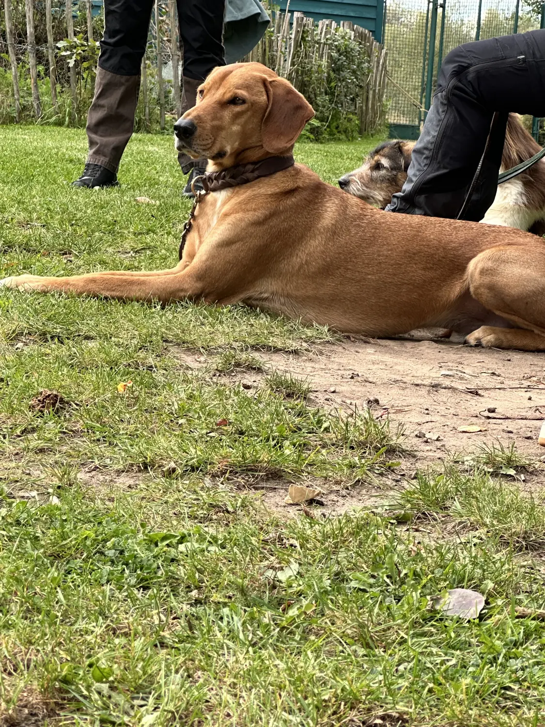 Mann leistet dem Hund Erste Hilfe von FellFibel