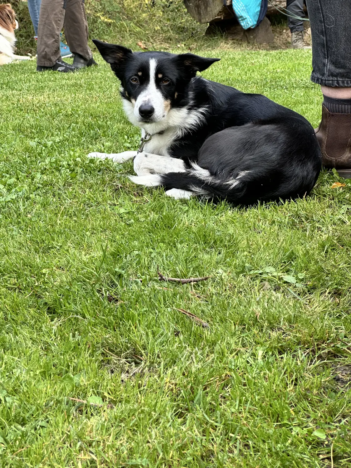 Mann leistet dem Hund Erste Hilfe von FellFibel